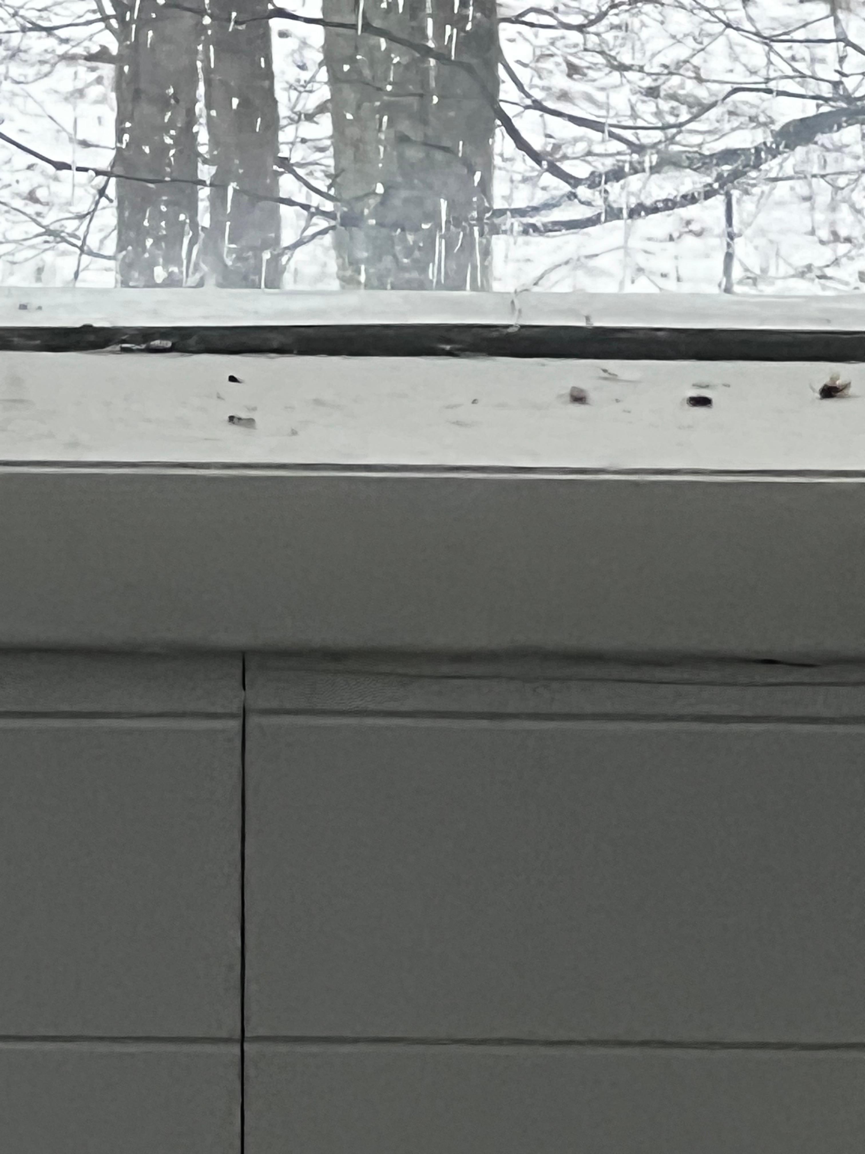 Flies on window sill 