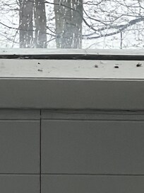 Flies on window sill