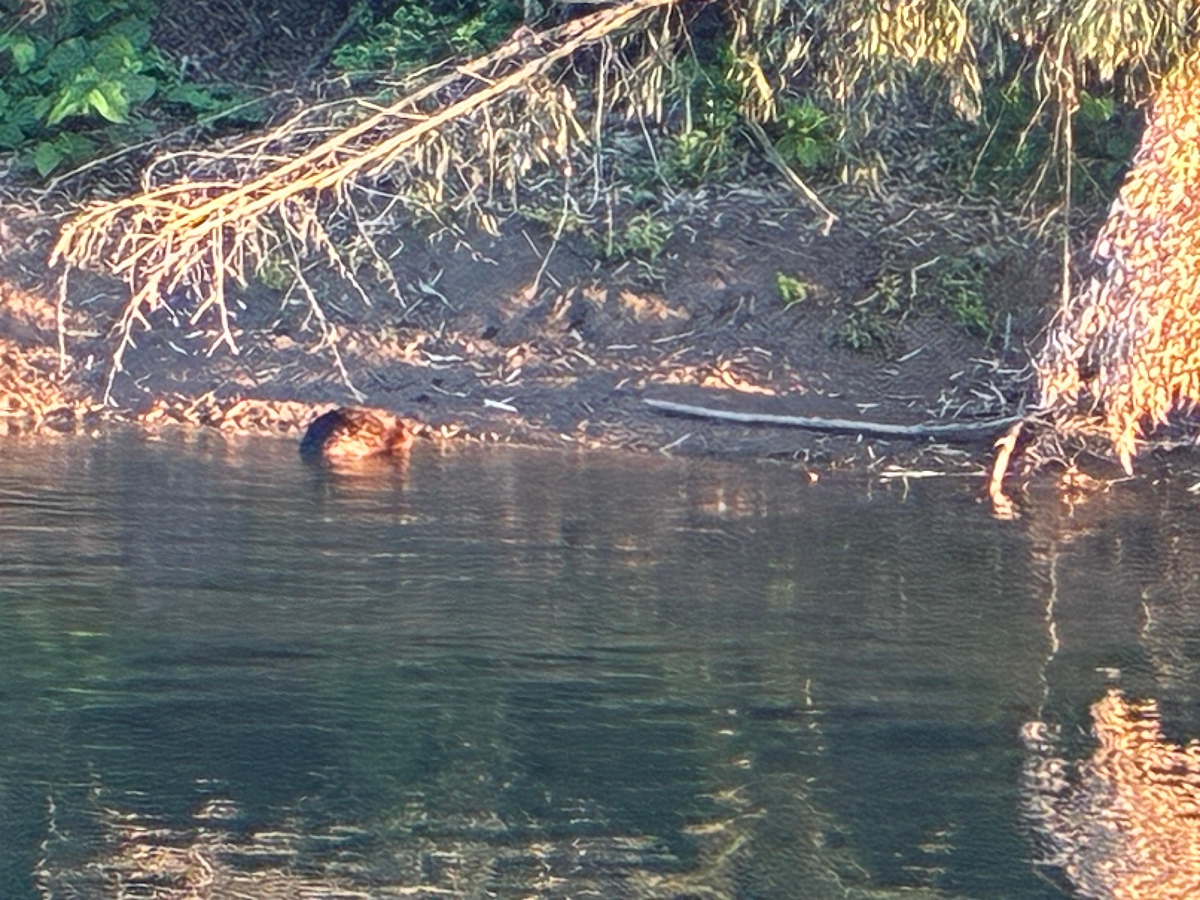 River otter
