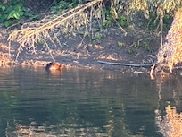 River otter