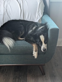 Second dog