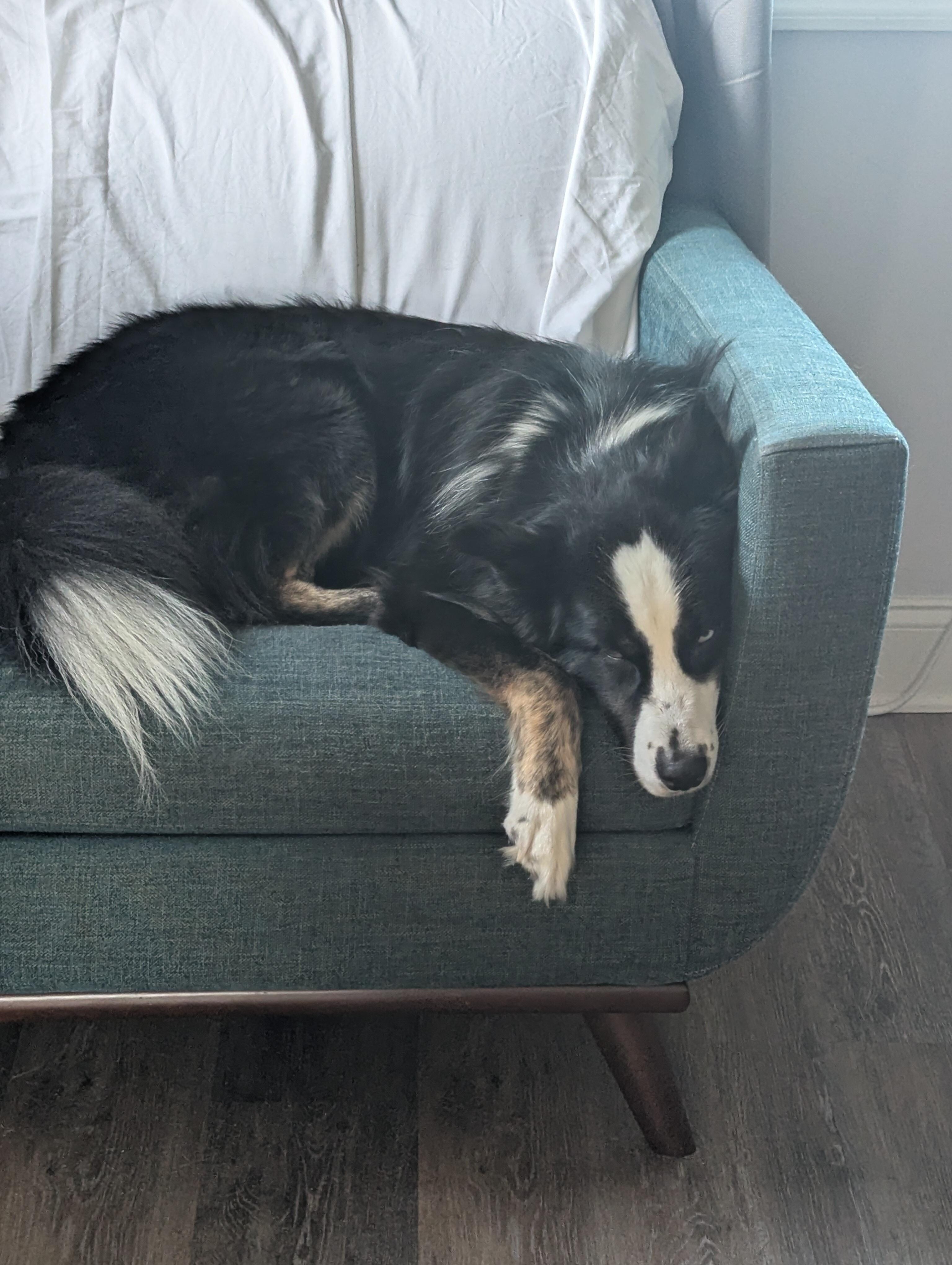 Second dog