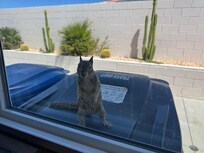 Even had a little visitor looking in the window as we made breakfast. So cute