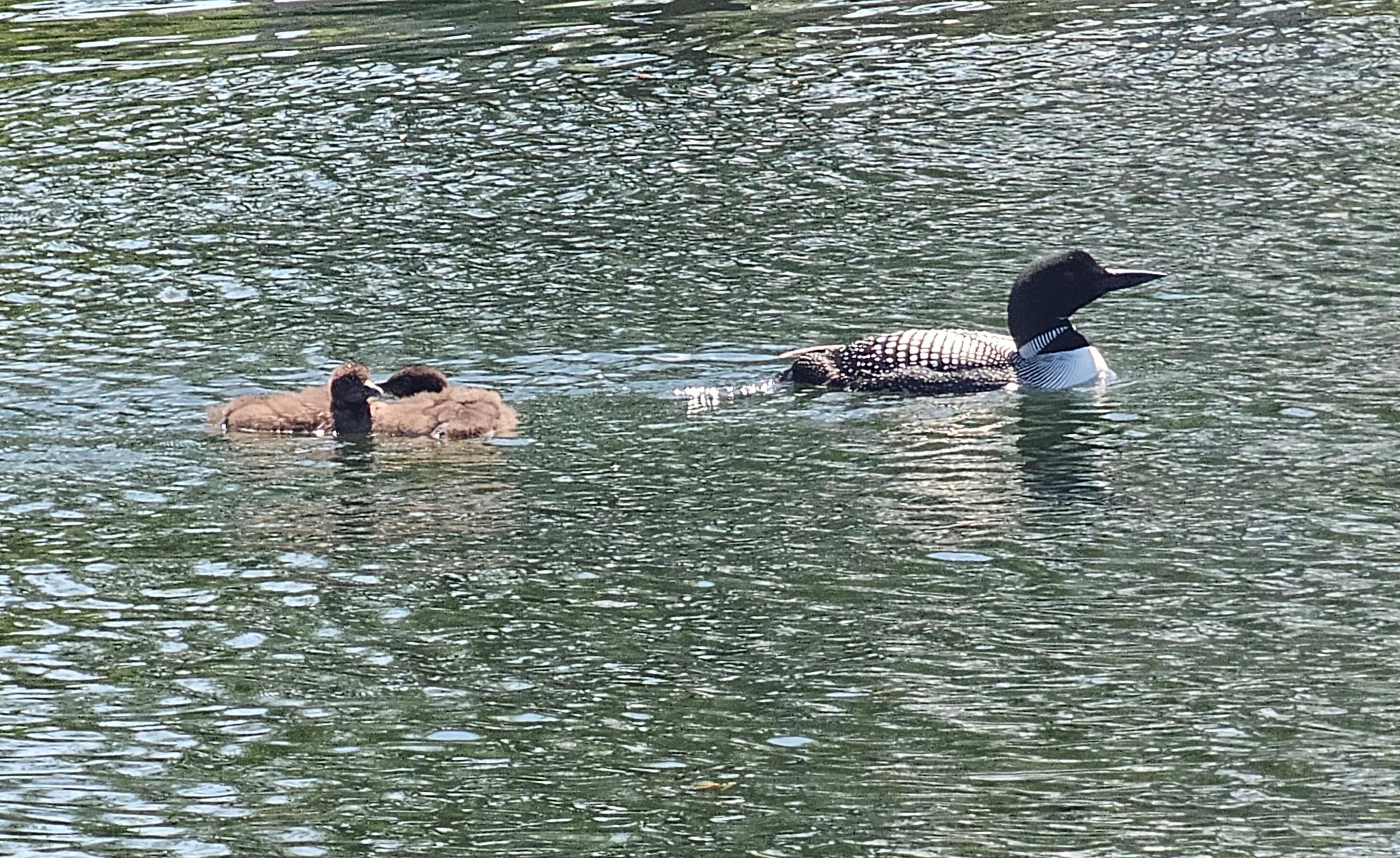The Loon Family