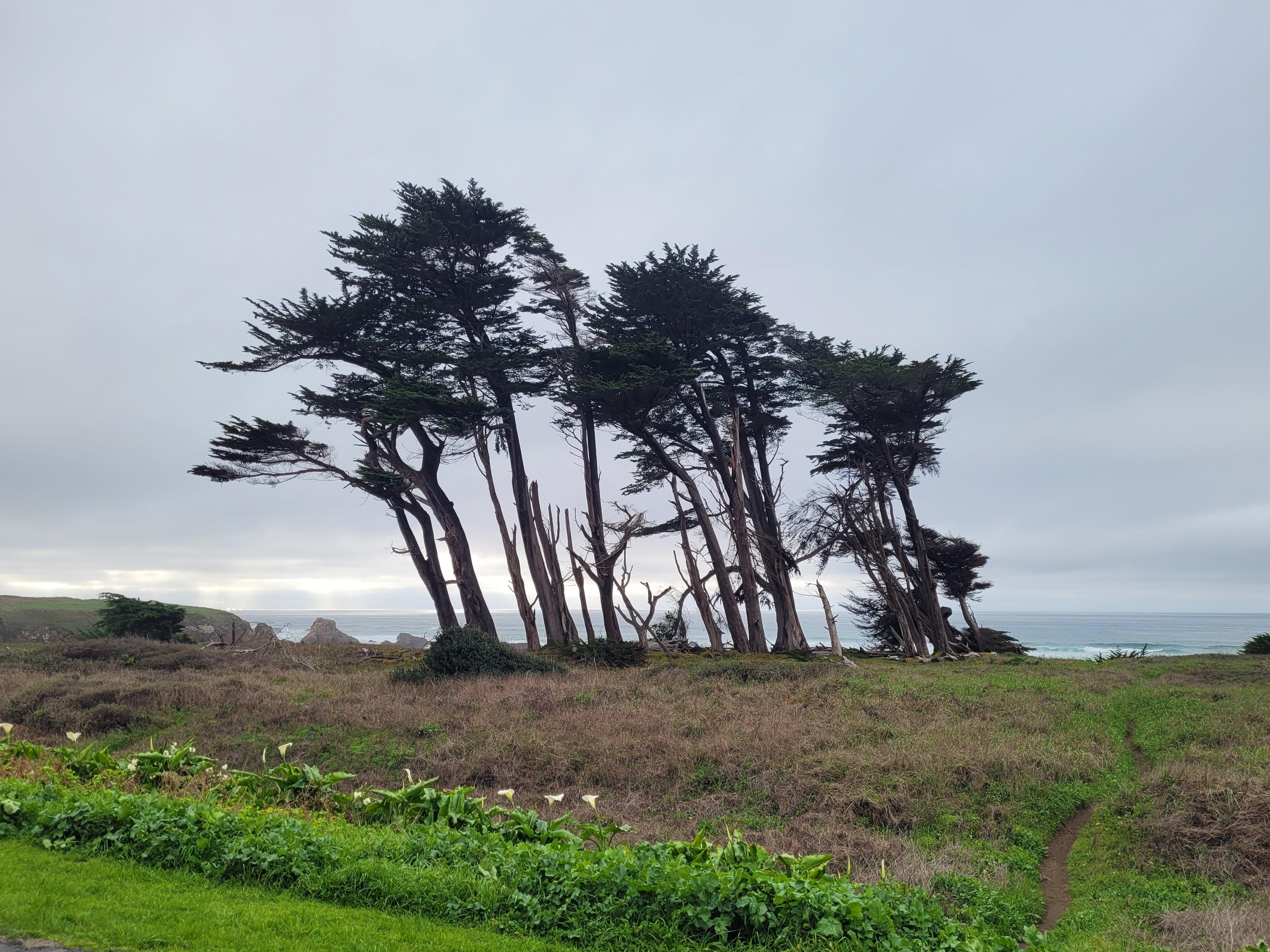 Iconic Beachcomber view and their logo