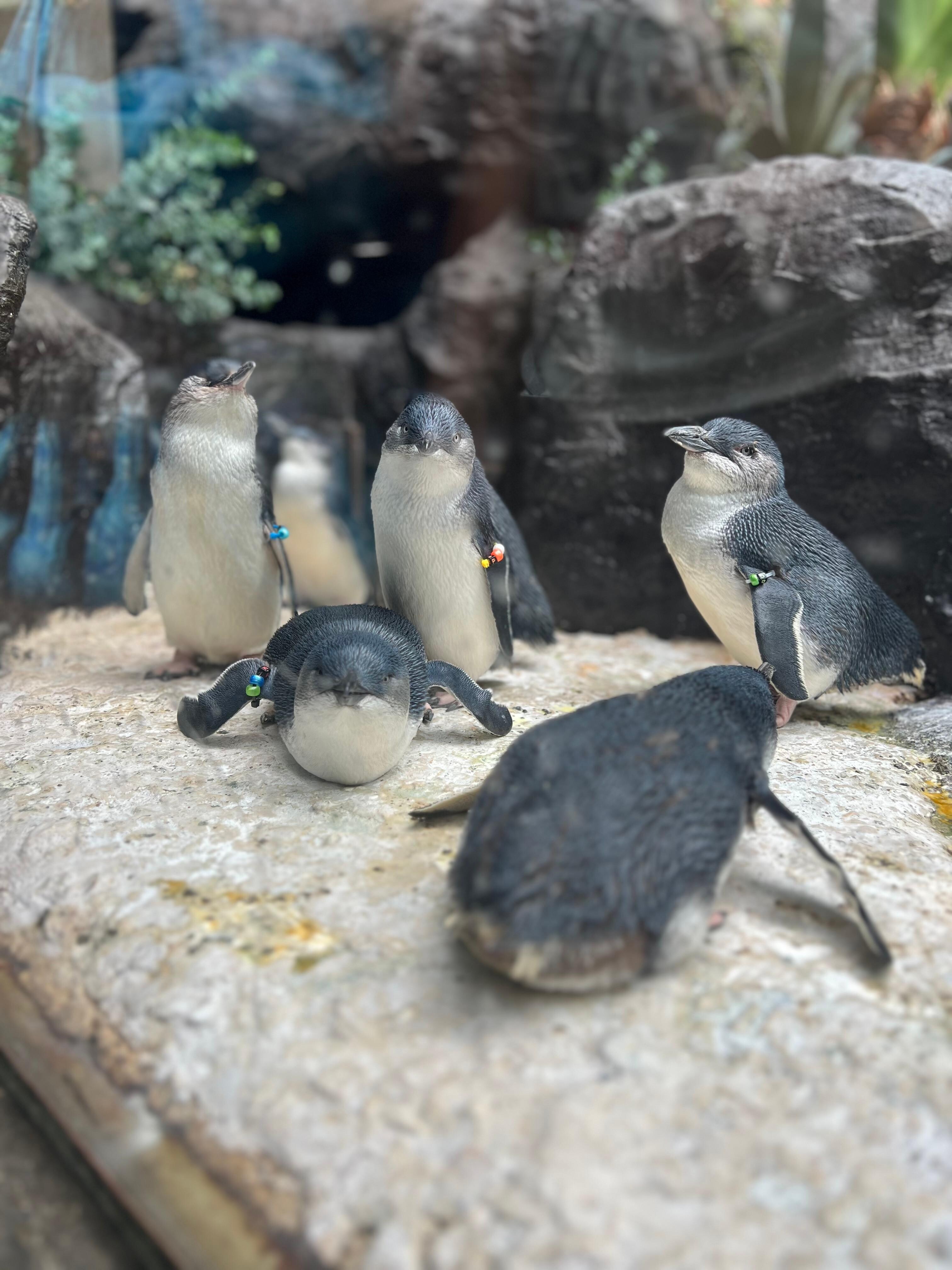 Dallas aquarium