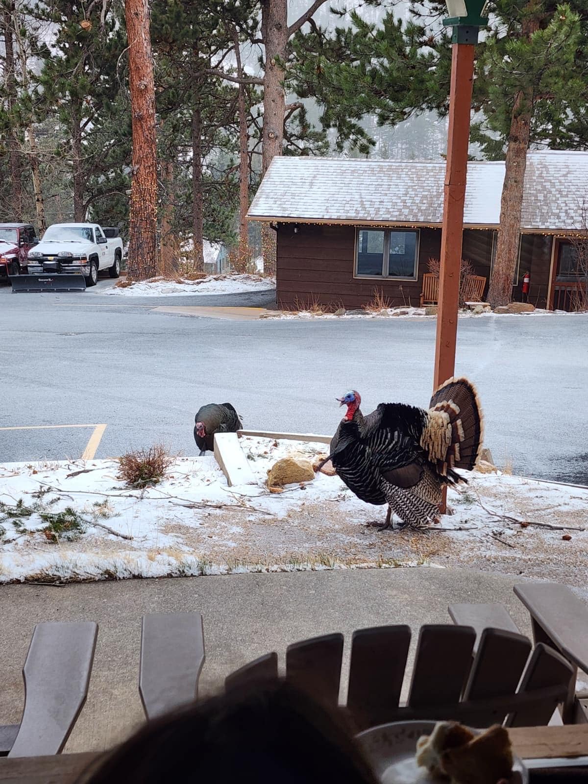 Wild turkeys outside our cabin :)