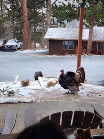 Wild turkeys outside our cabin :)