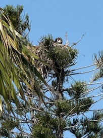 View from rooftop of bird nest. Watched the parents bring fish to babies.