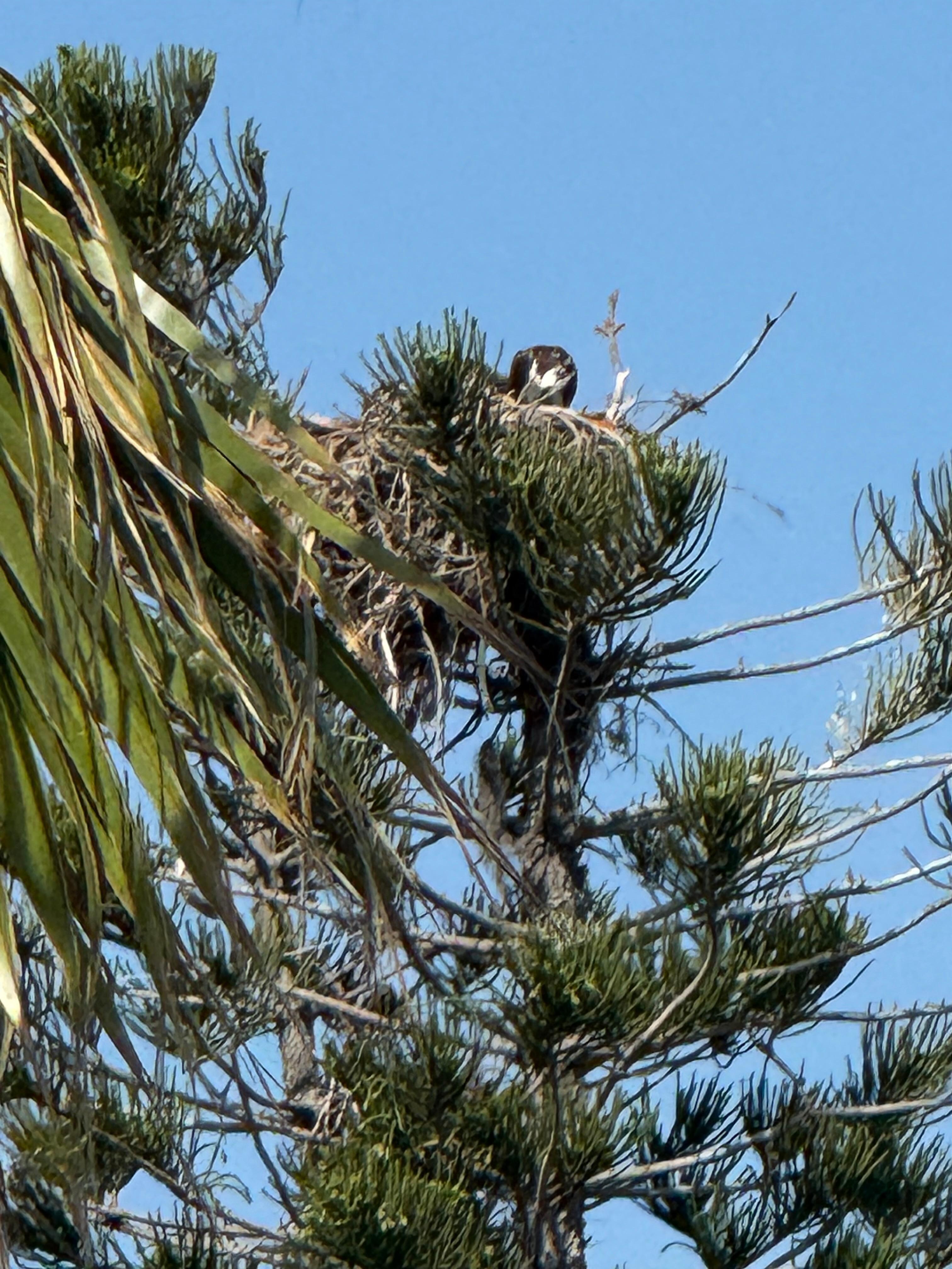 View from rooftop of bird nest. Watched the parents bring fish to babies. 