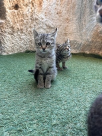 遊びに来てくれた子猫ちゃん