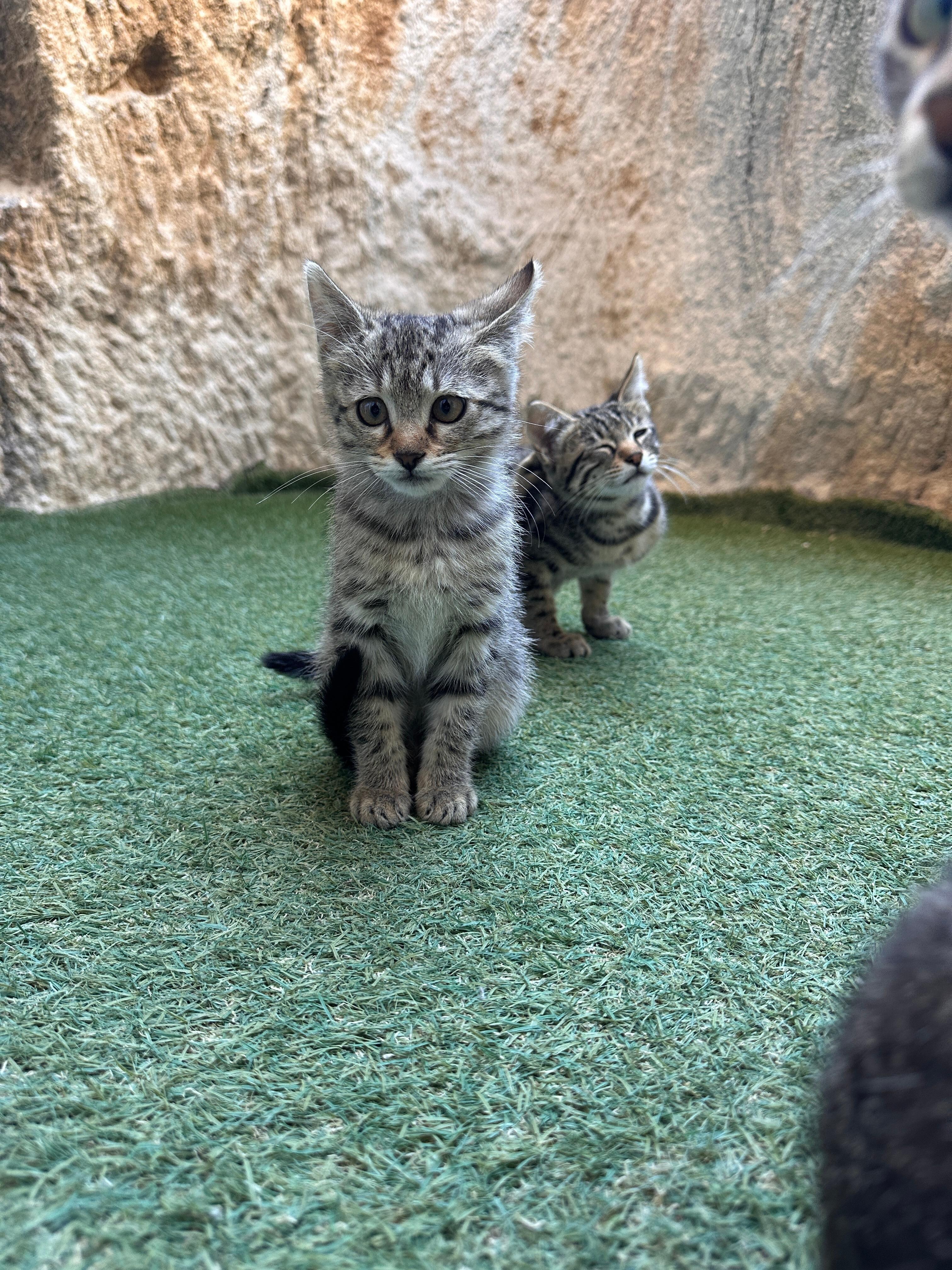 遊びに来てくれた子猫ちゃん