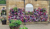A wall of different Petunias