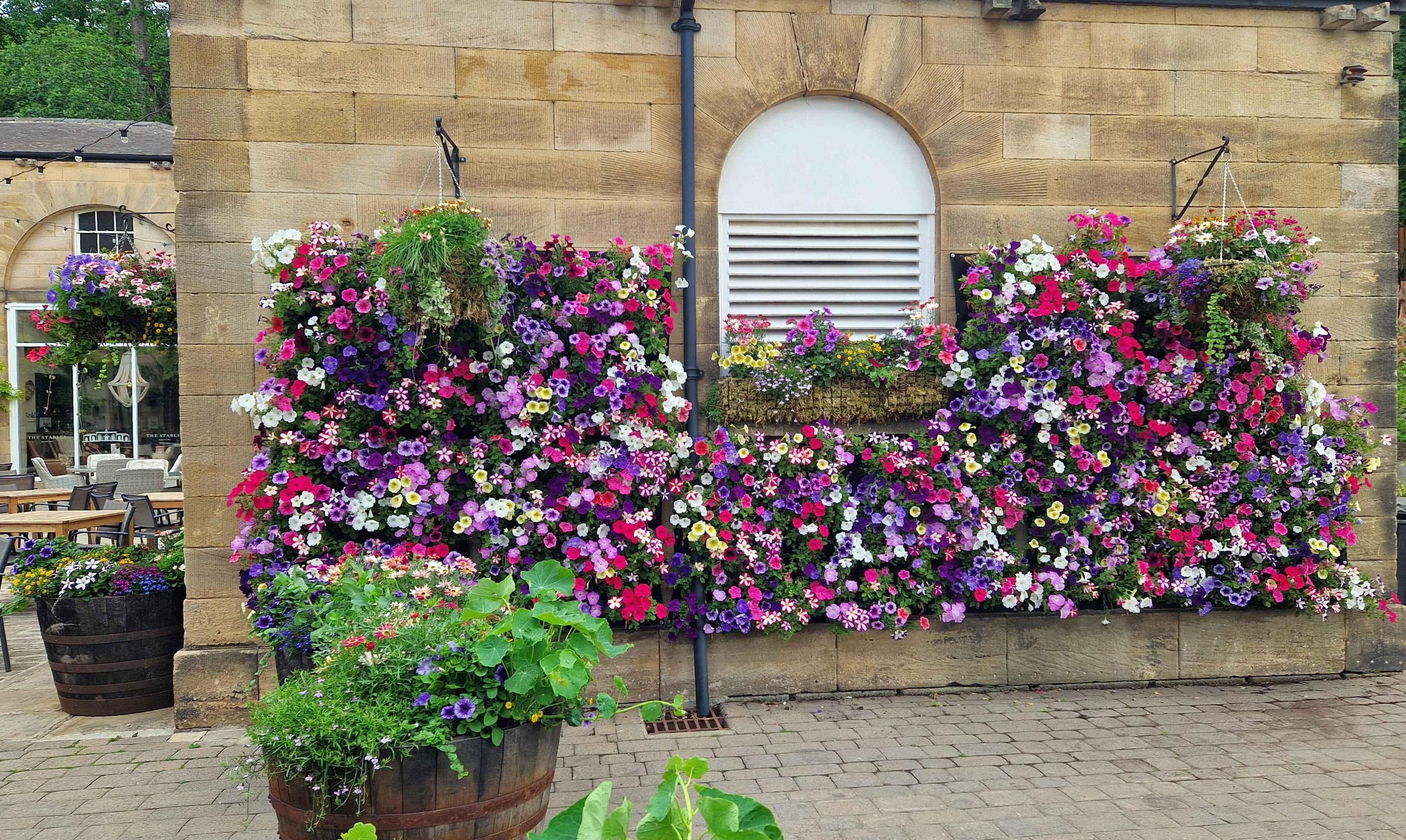 A wall of different Petunias