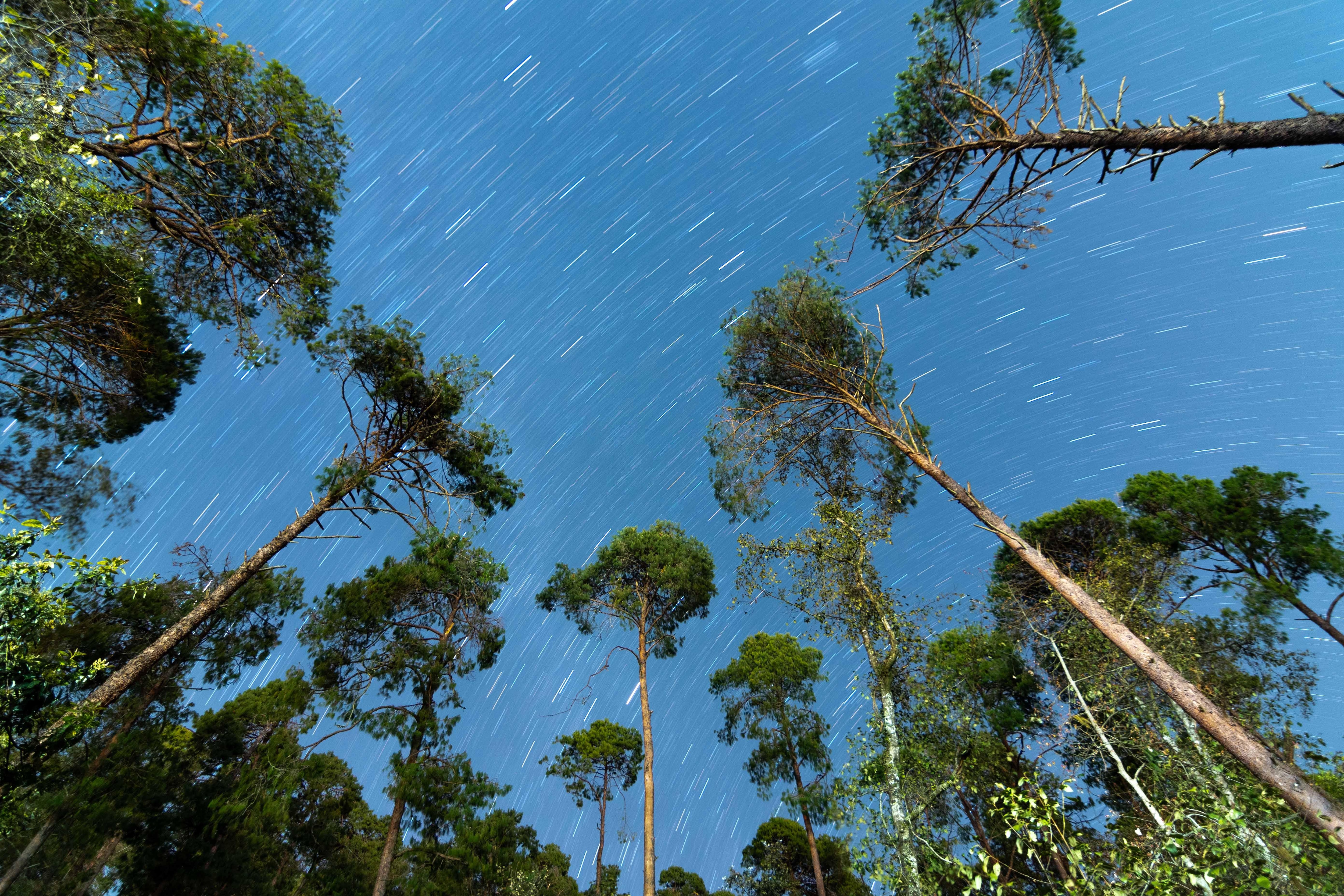 Las estrellas por la noche