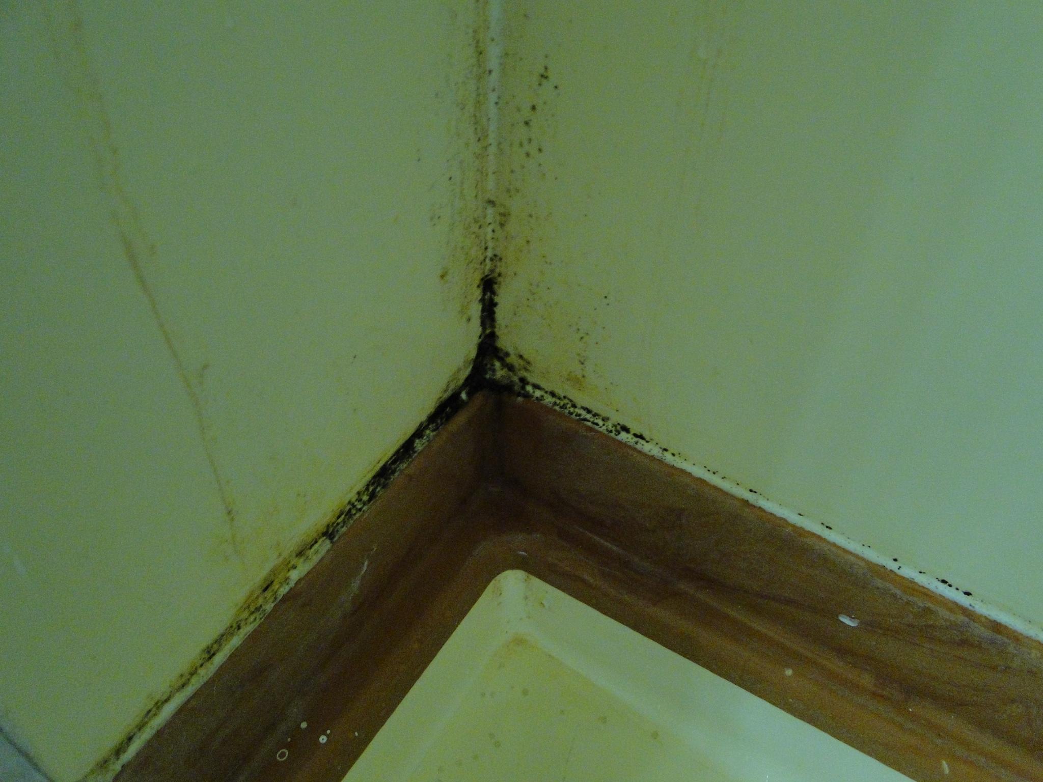 Mould in shower corner