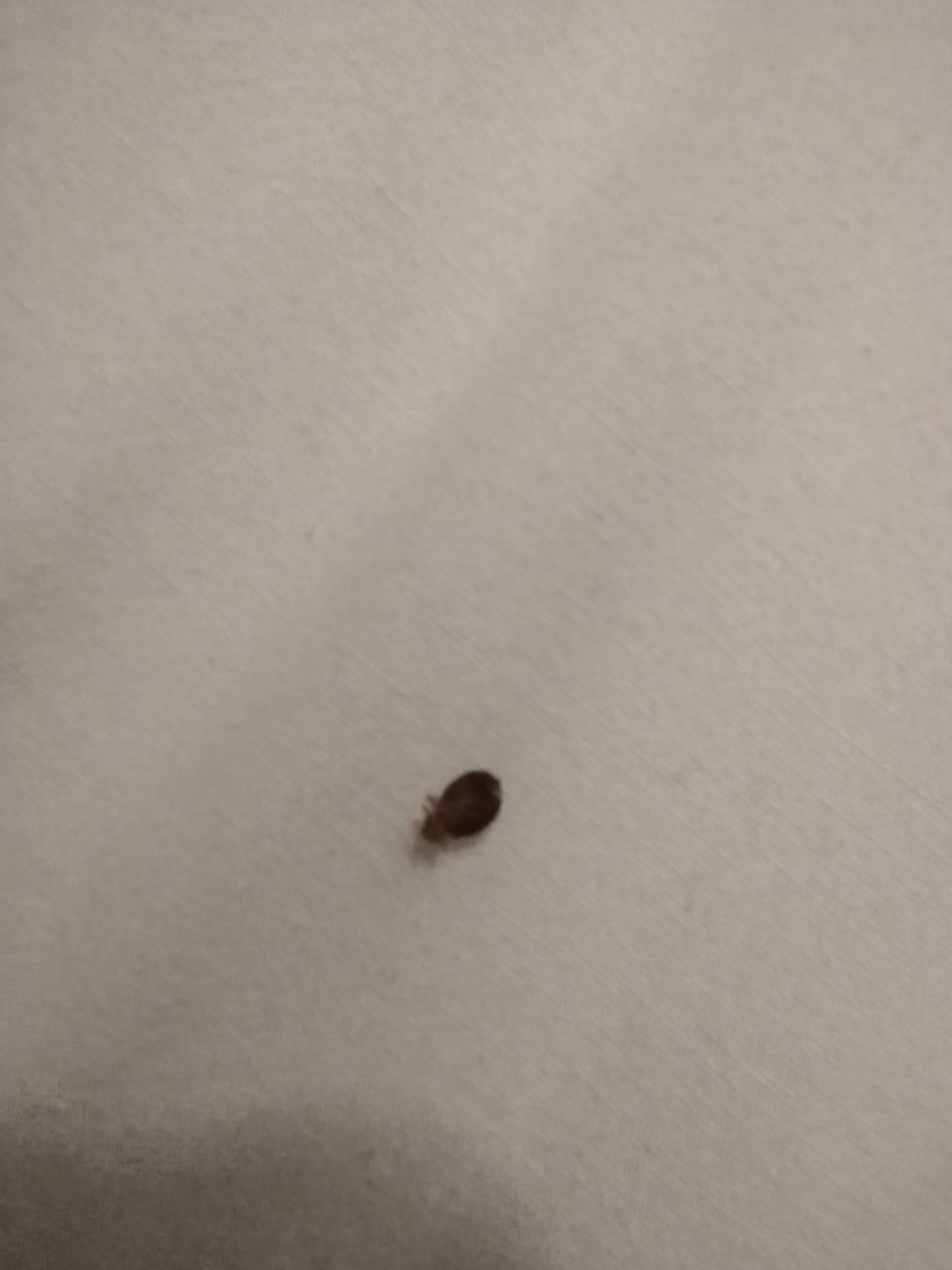 Dead BedBug