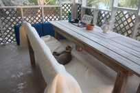 Cat in the patio