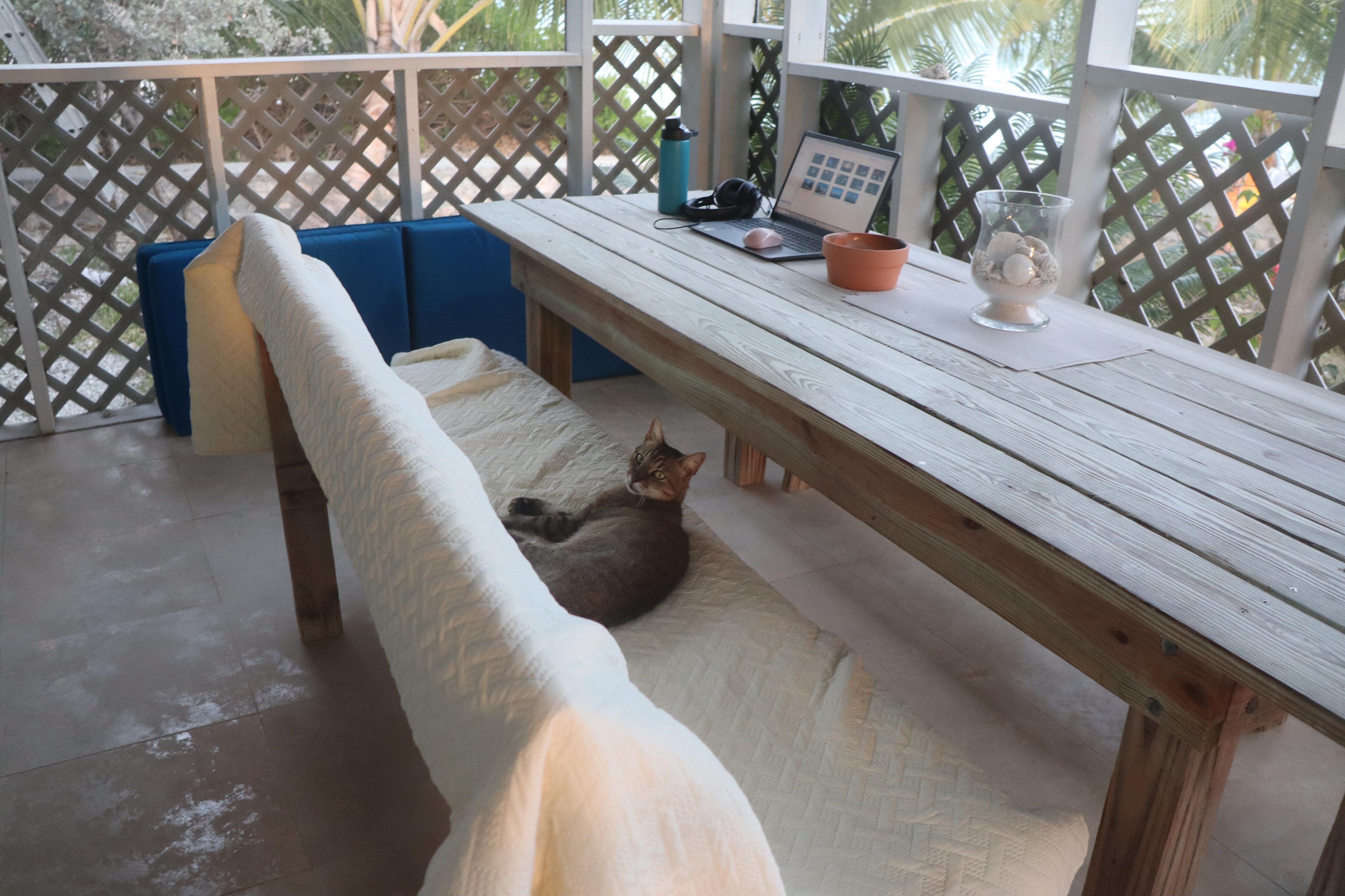 Cat in the patio