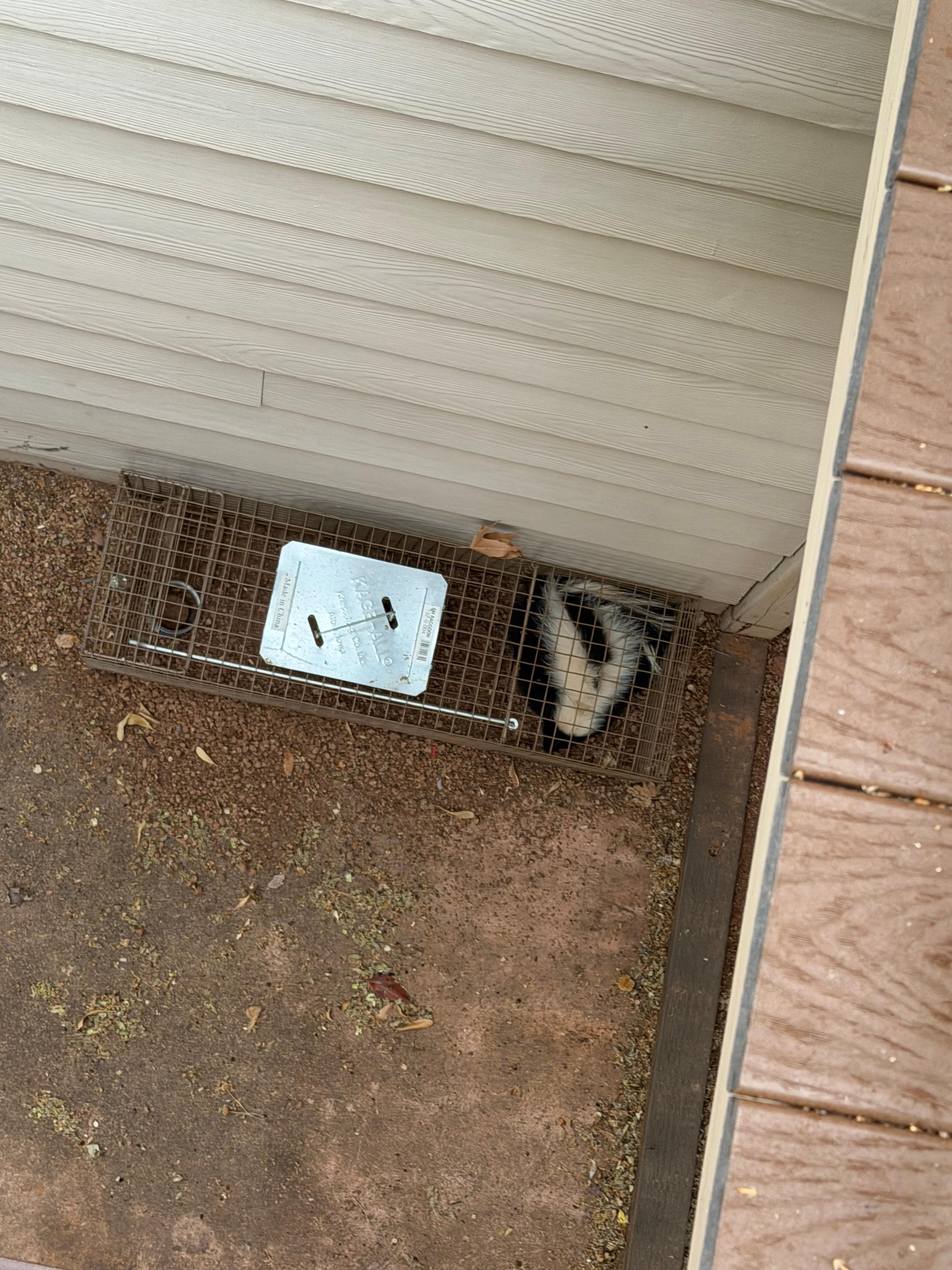 Trapped skunk at our room entrance.