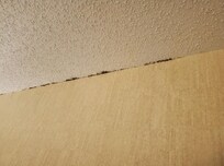 Mold on ceiling