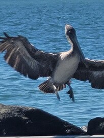 Local bird, the Pelican.
