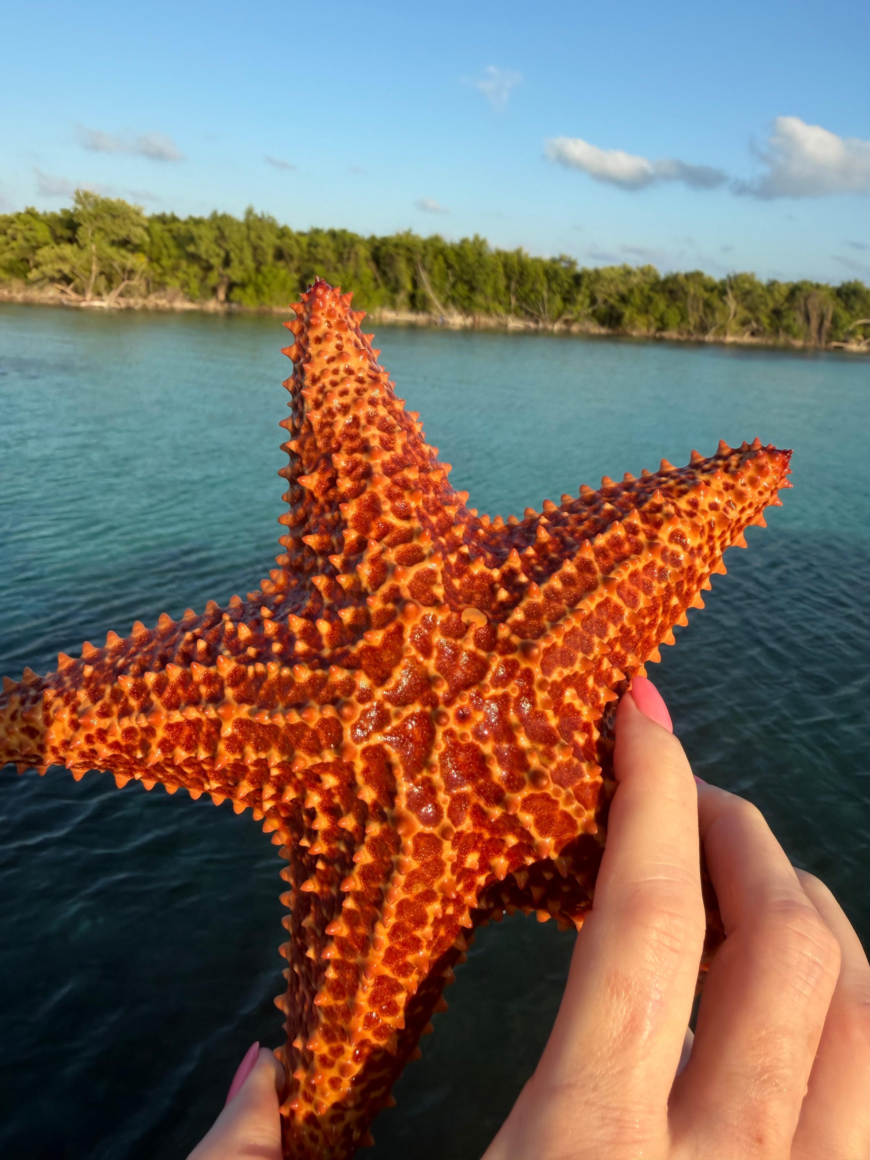 Starfish found snorkeling