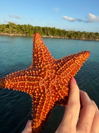 Starfish found snorkeling
