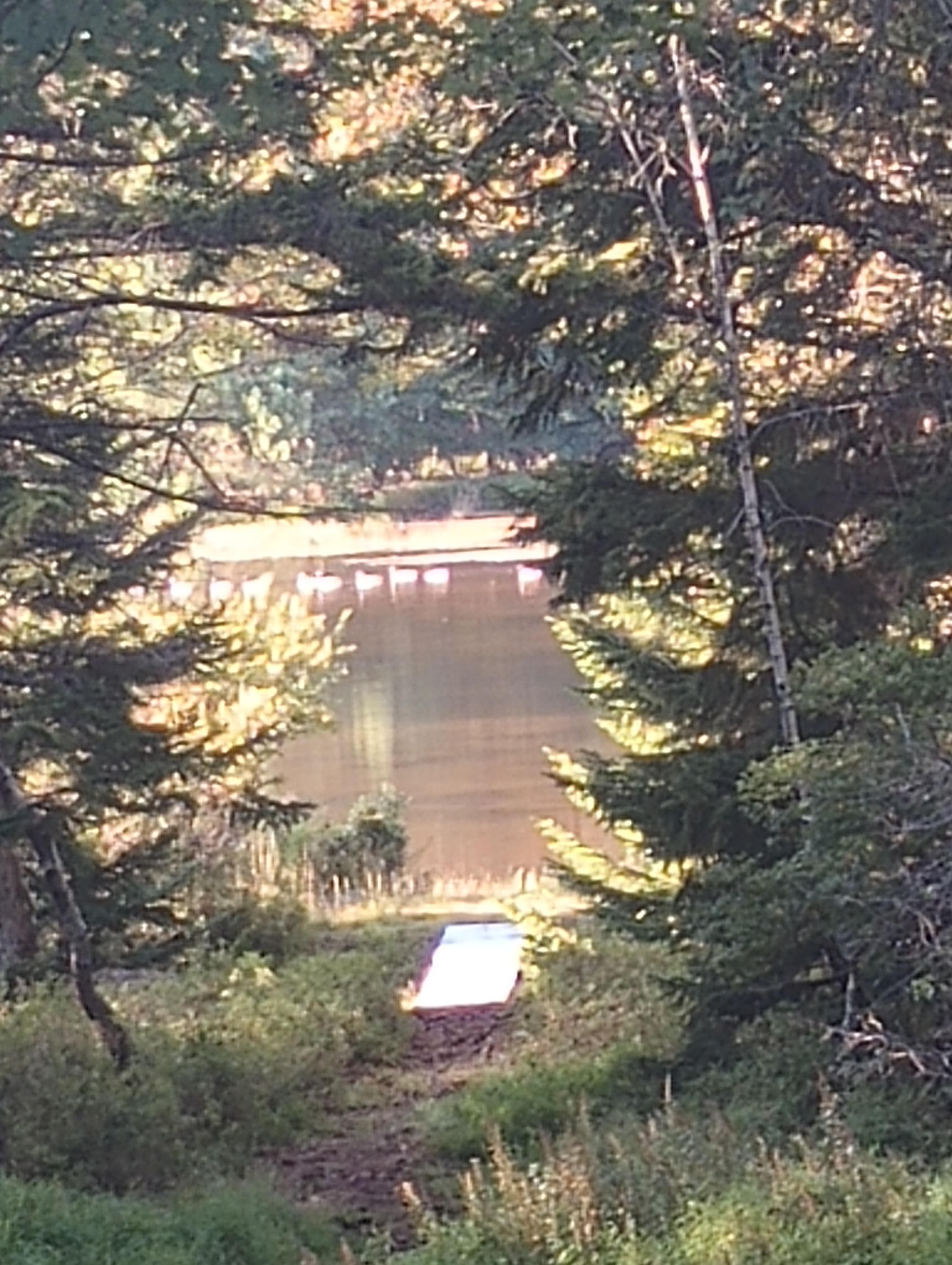 The ducks come like clockwork. Around 7 pm. We watched them each time.