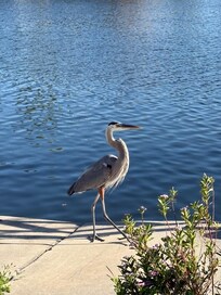 Great blue Heron