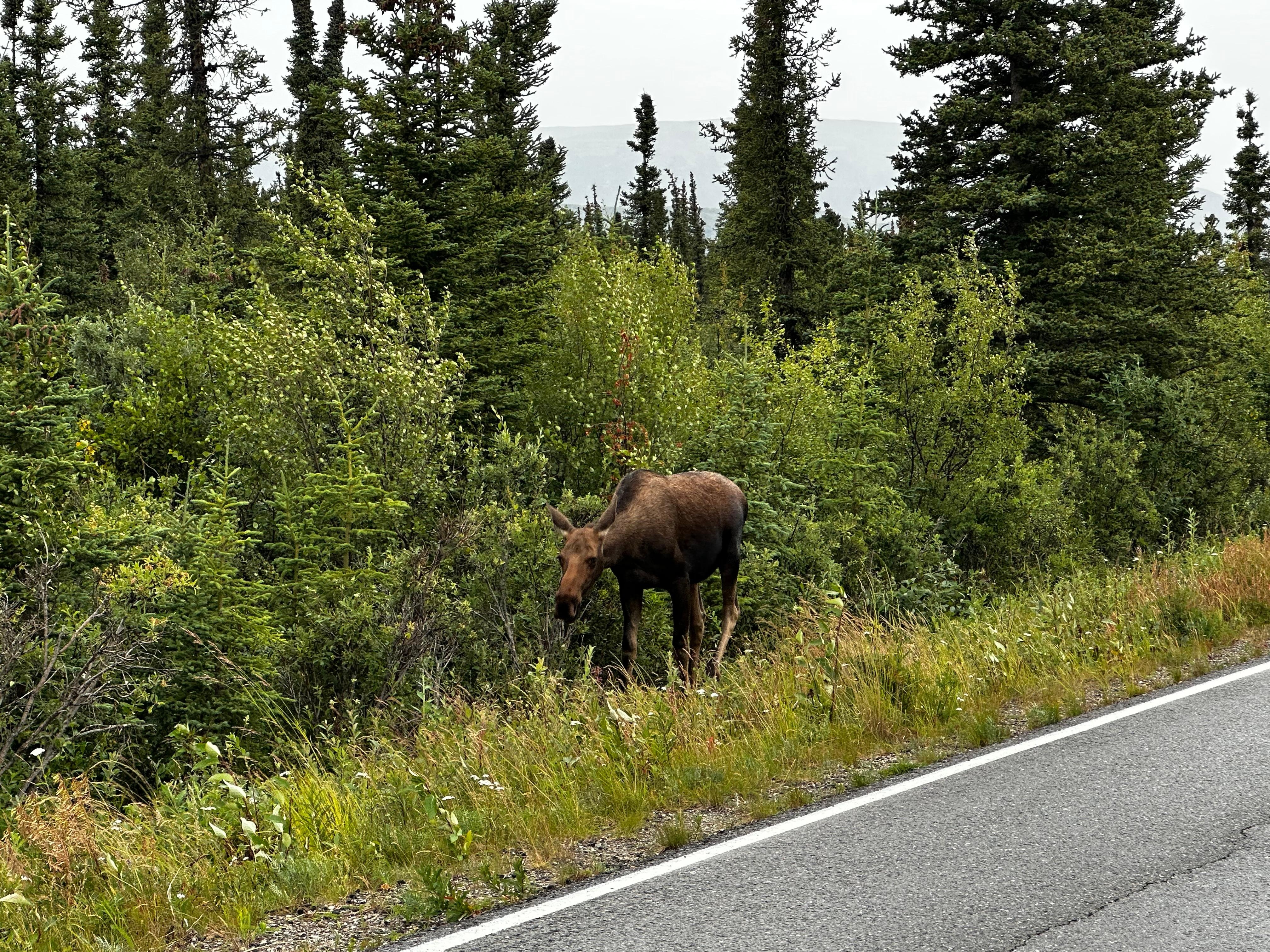 Moose on drive from Earthsong 