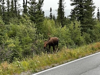 Moose on drive from Earthsong