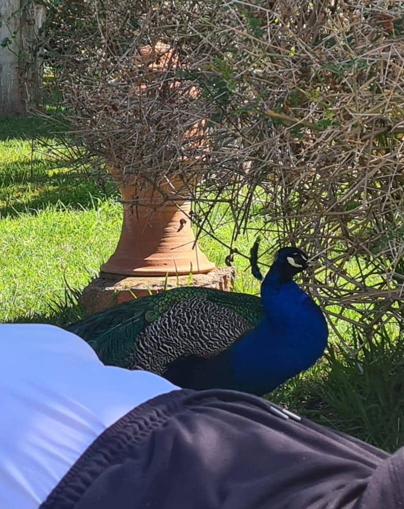 Pfauenbesuch an der Liege