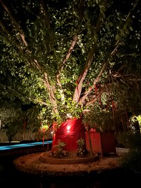 The tree due to which it got its name as temple tree