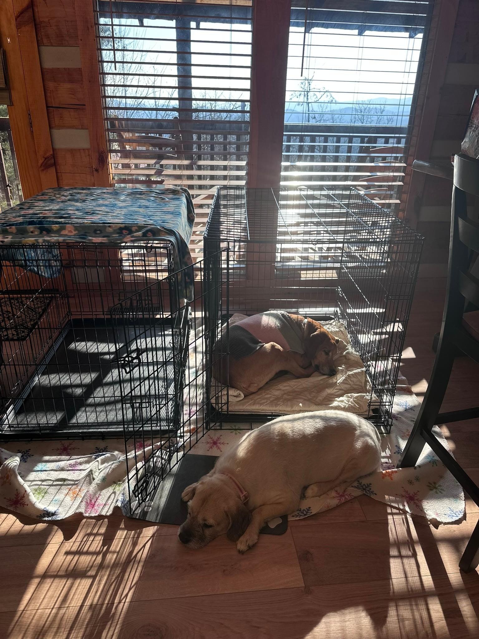 Dogs making themselves at home