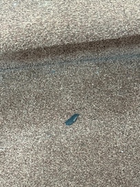 Dog poo?
