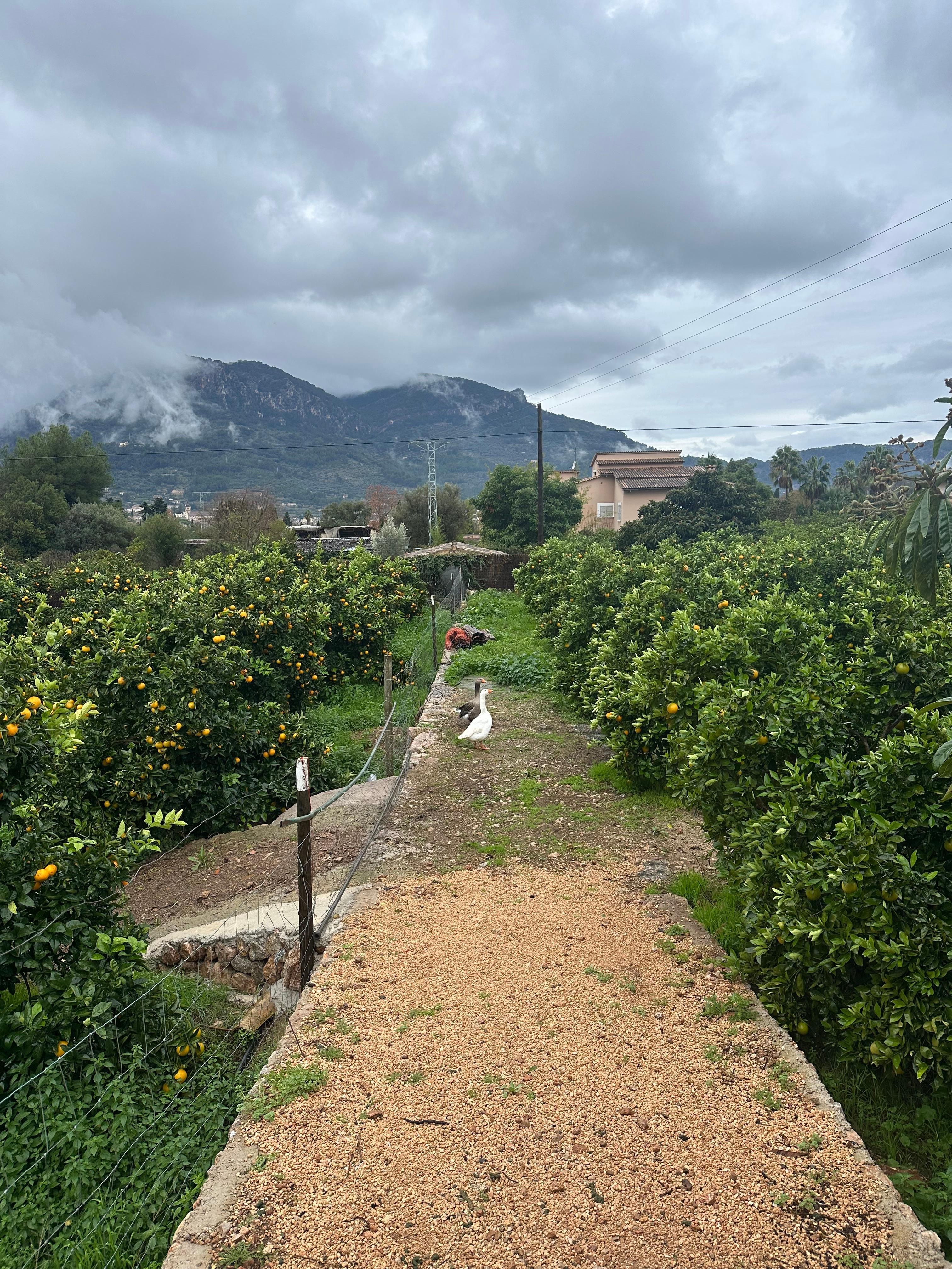 Geese in the orange grove