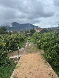 Geese in the orange grove