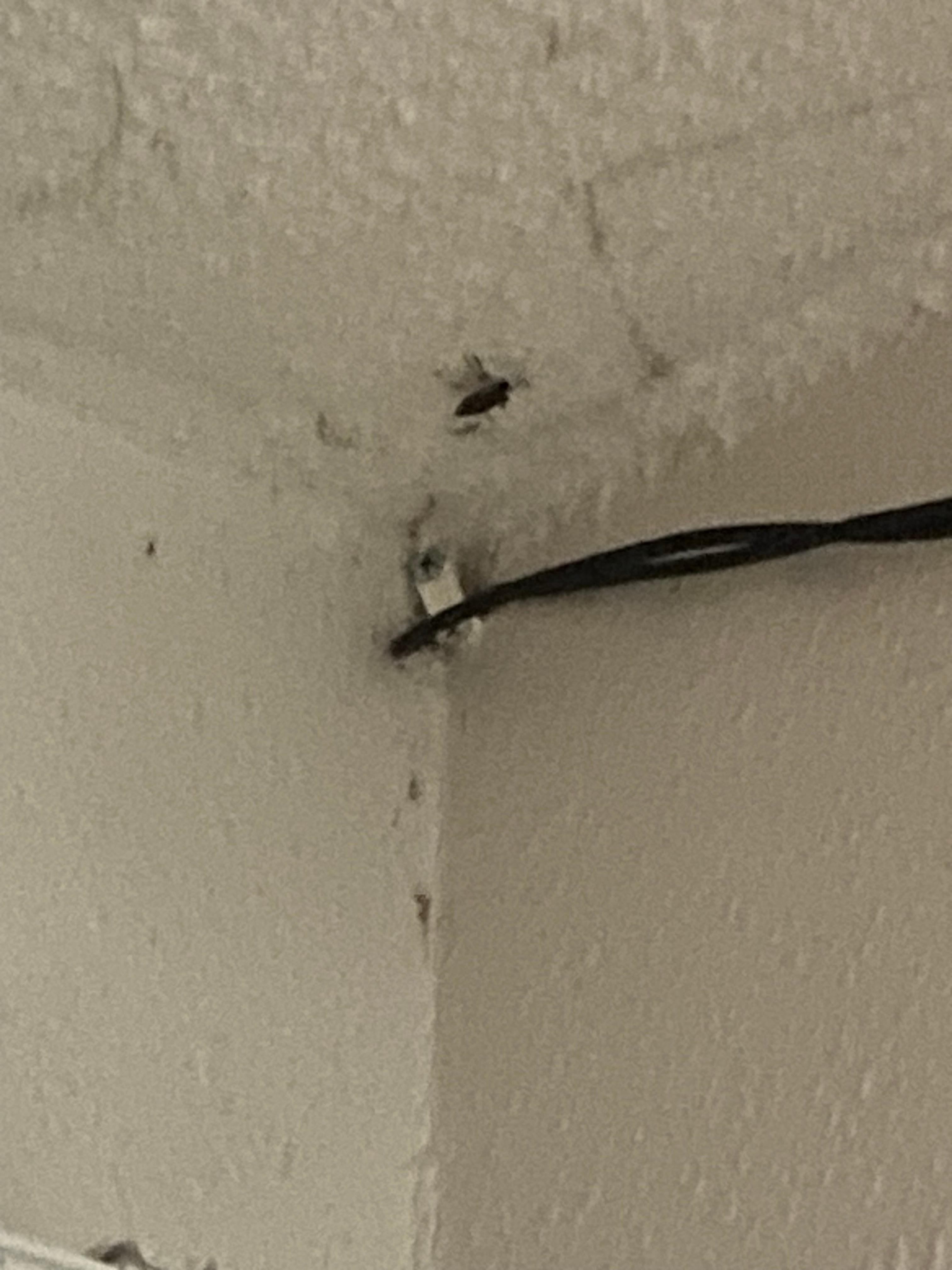 Another fat ass roach