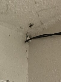 Another fat ass roach