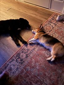 We had so much fun that I didn’t get any photos except this one of our super exhausted pups after they enjoyed the yard.