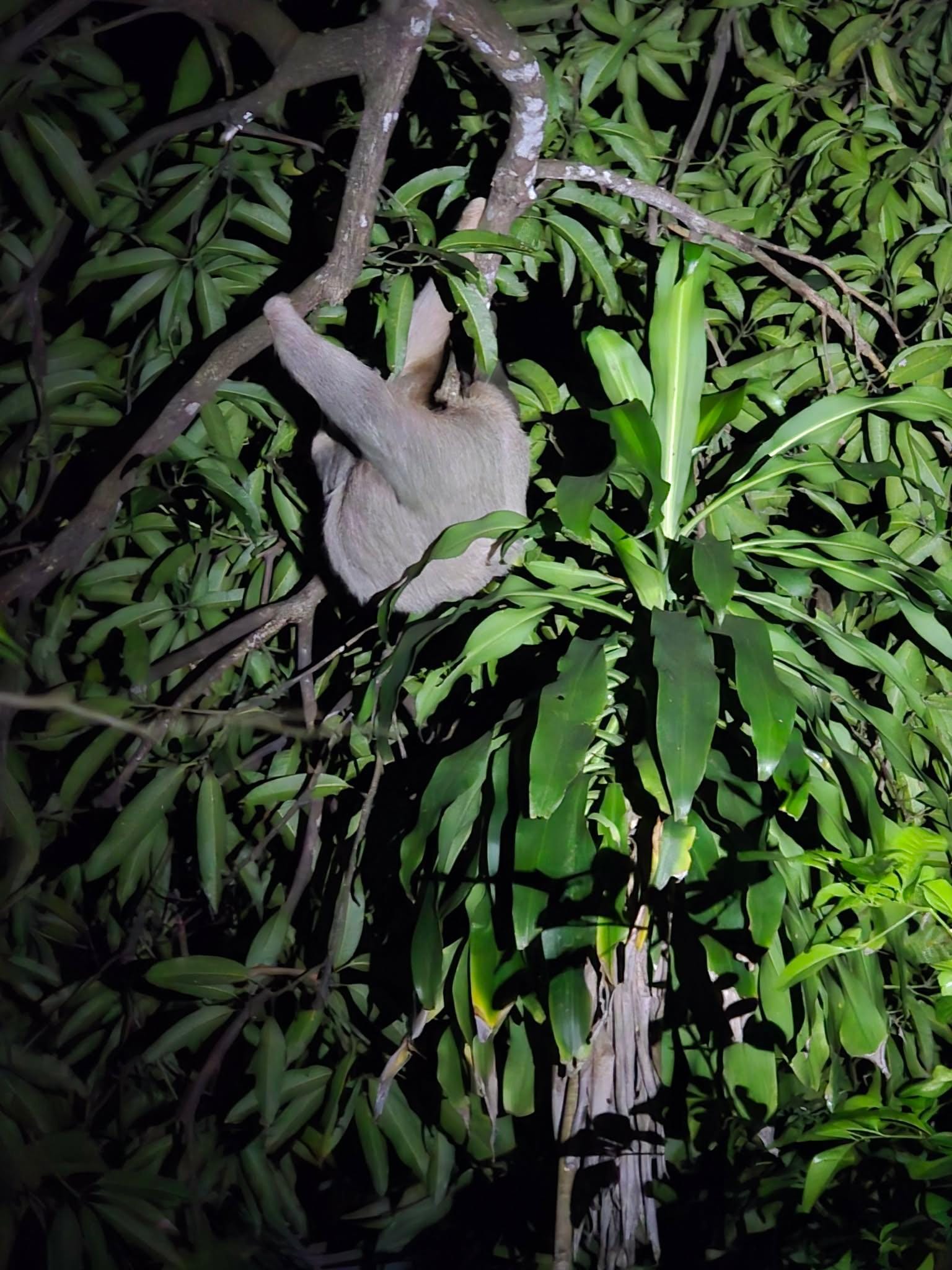 She lives in the backyard and had a baby with her :-)