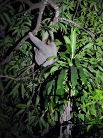 She lives in the backyard and had a baby with her :-)