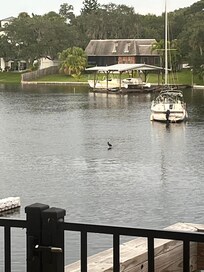 From the deck.