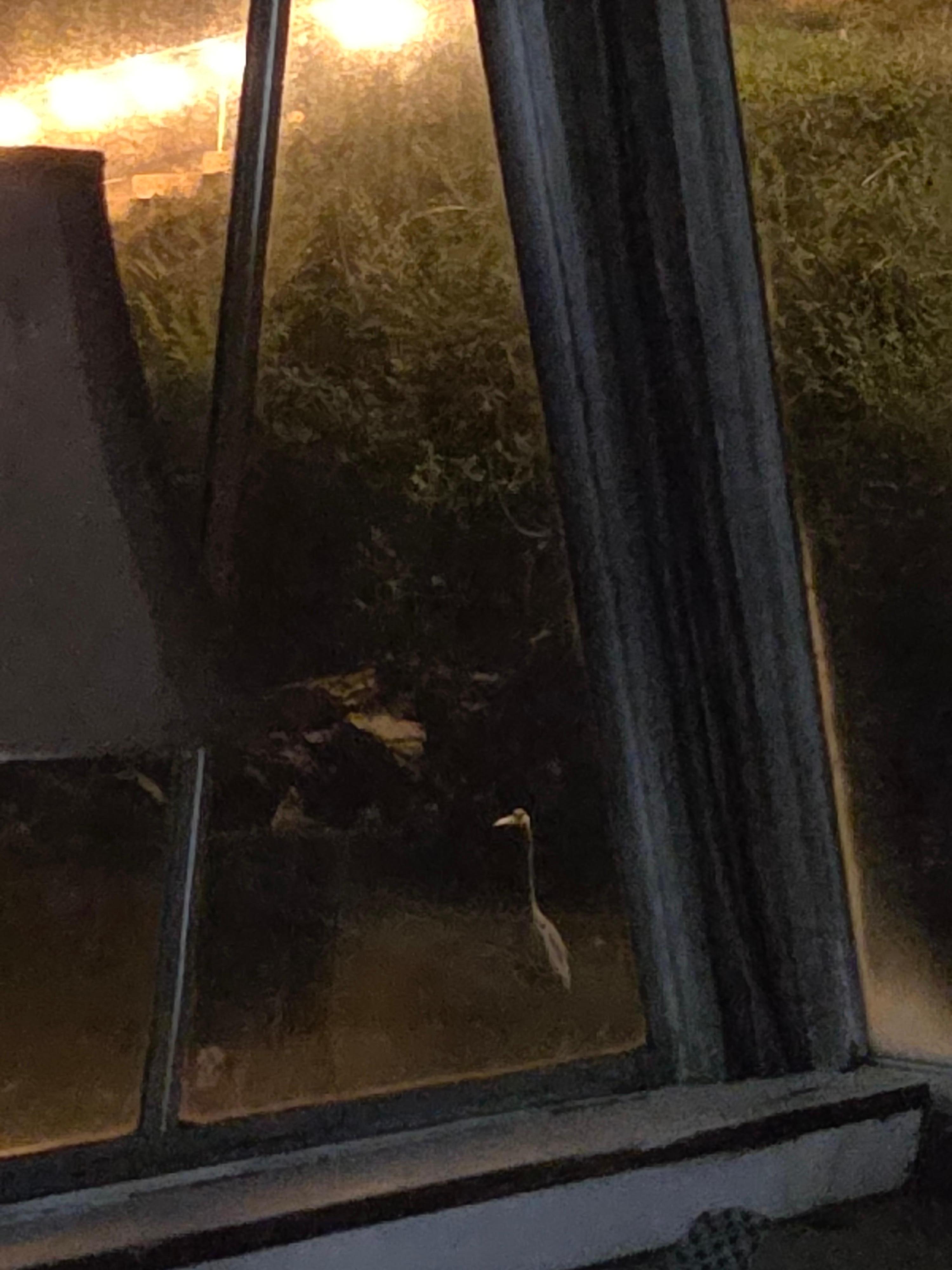 The creepy bird that joined us each night.😂🥰