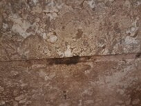 mold between shower tiles