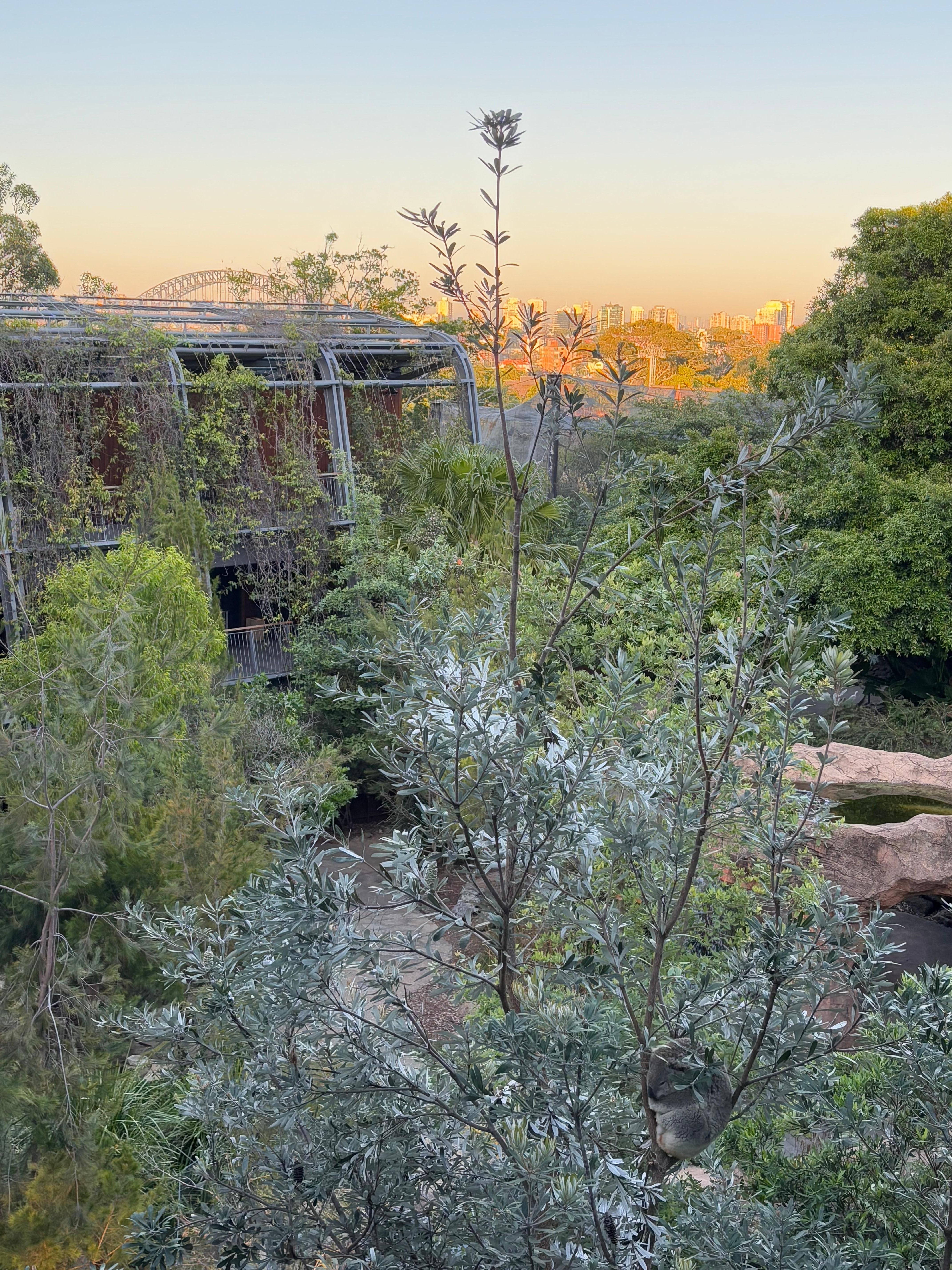 View from room in the morning, koala and the bridge