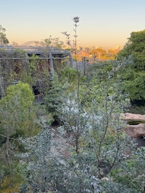 View from room in the morning, koala and the bridge