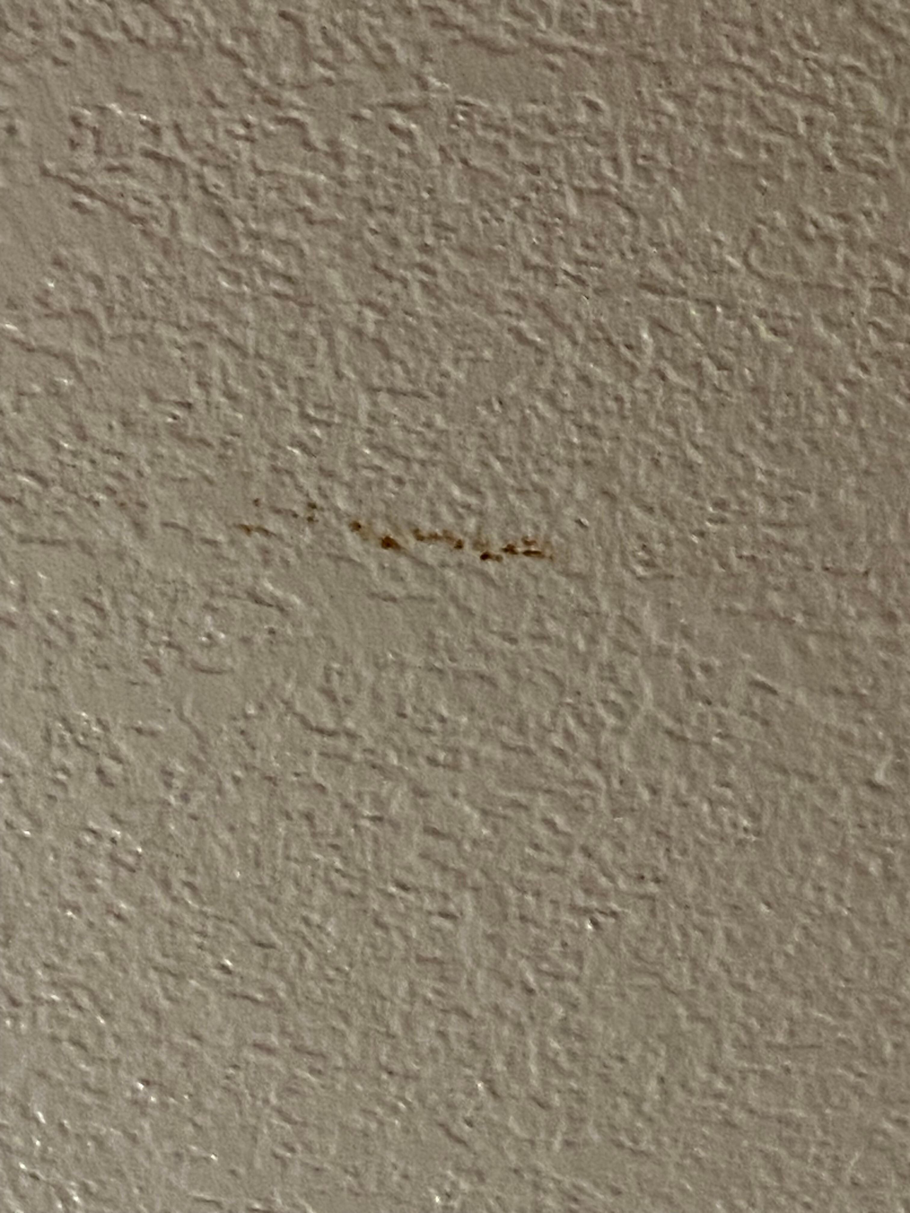 Poop on ceiling