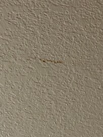 Poop on ceiling